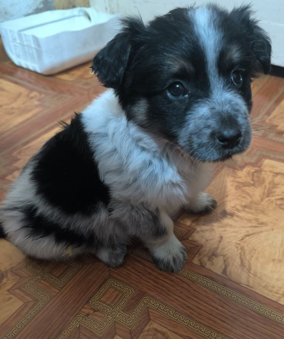 Щенок, бесплатно