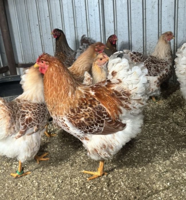 Cocoș wyandotte auriu alb