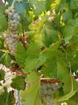 Cand struguri muscat ottonel