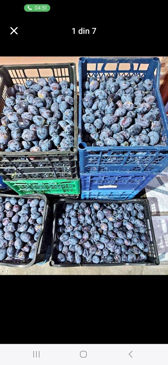 Vând prune pentru țuică Livrez la domiciliul clientului cu transport