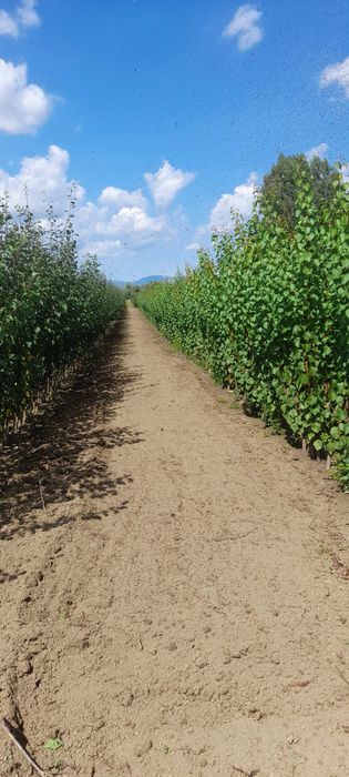 Vand Pomi Fructiferi