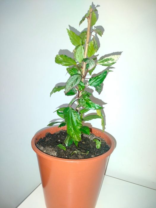 Китайская  роза.