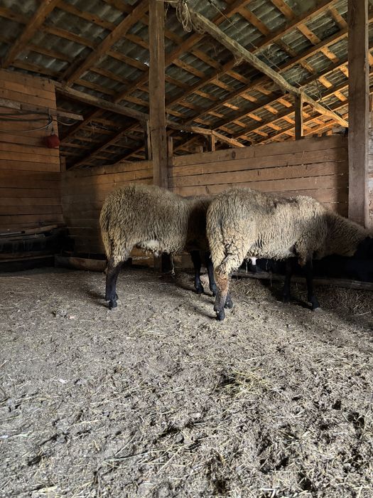 Berbecuti carabasi de vanzare
