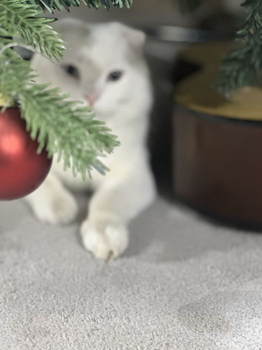 Пропал кот. Вознаграждение гарантируется.