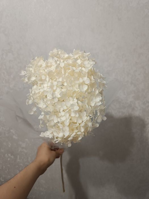 Натуральные Сухоцветы гортензии 
Высота 60 см