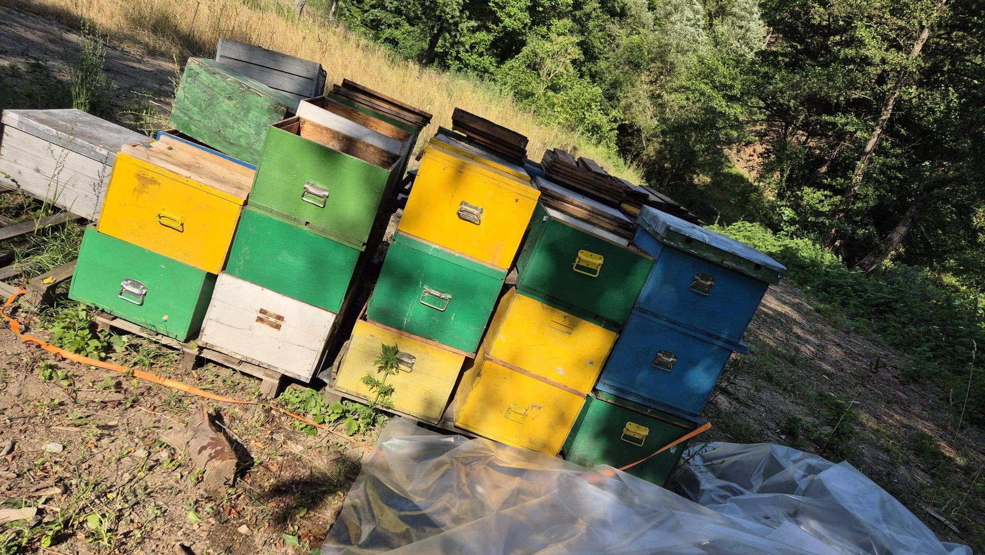 Vand Lazi albine pe 10 rame  30 bucati