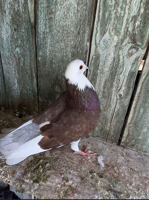 18 porumbei 200 lei toți