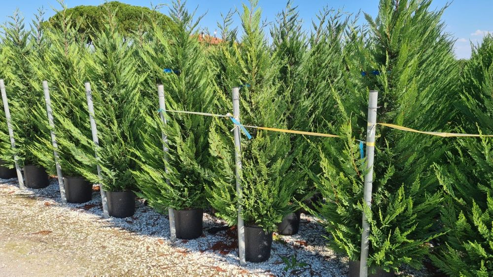 Vând leylandii de mai multe dimensiuni