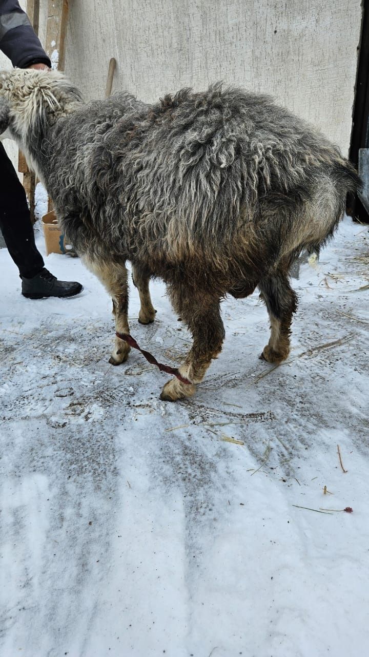 Кошкар  сатам семиз