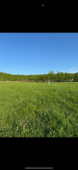 Teren Sălciua Nouă 6000 mp