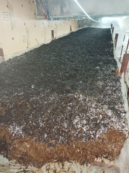 Торф Удобрения отработку от грибов шампиньон. Торф