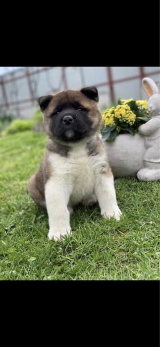 American Akita / Mascul / Pedigree