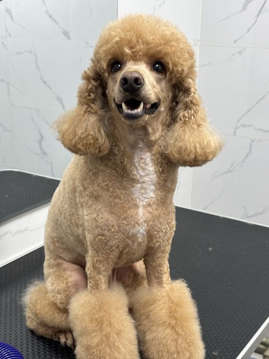 Груминг кошек и собак