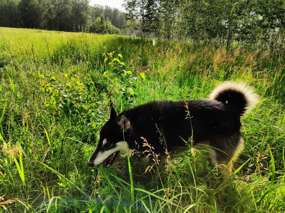 Вязка Кабель Восточно Сибирская лайка