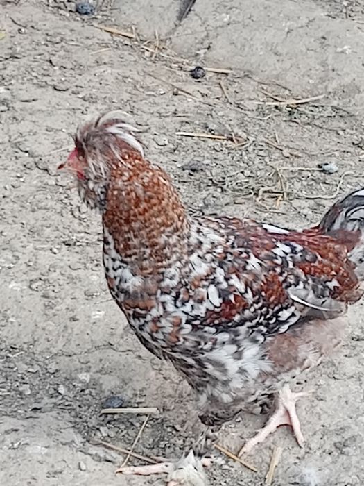 Cocoși 50 lei bucata