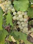 Vând struguri de vin productie 2025