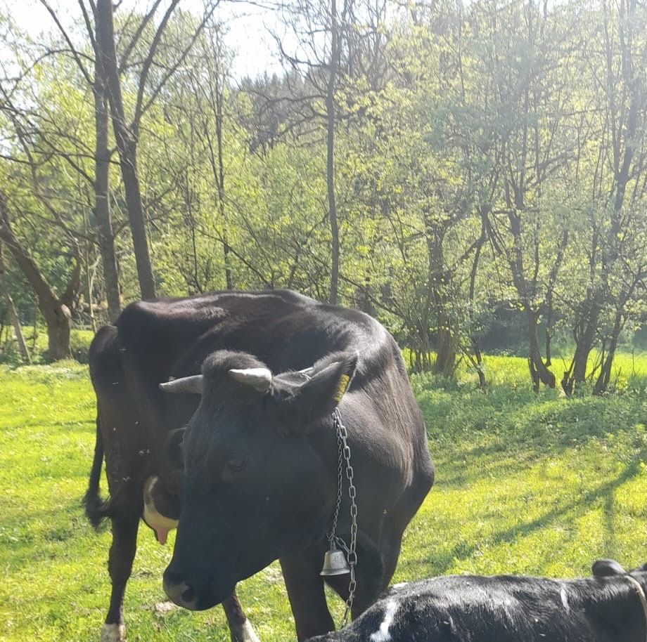 Vând Vaca Holstein