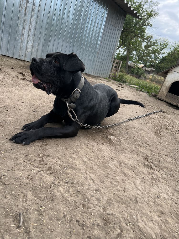 Donez cane corso