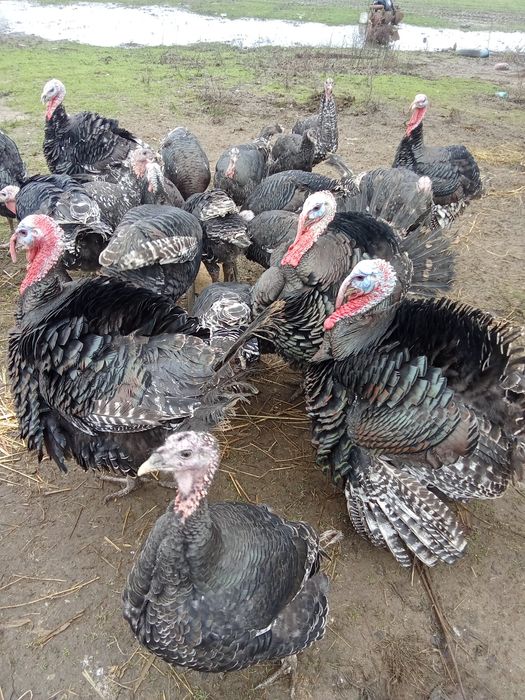 De vânzare curci și curcani