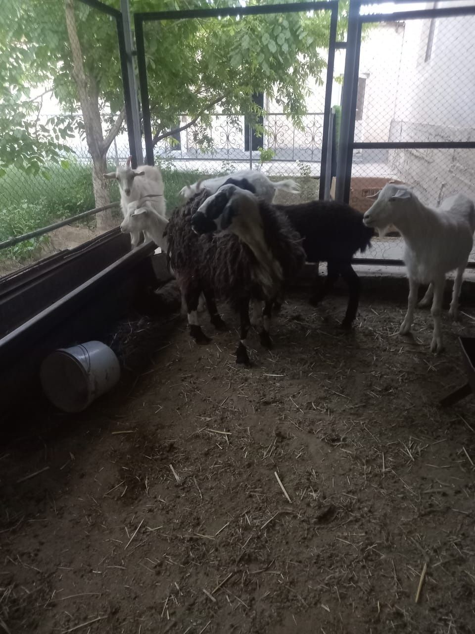Орыс ешкілер сатылады