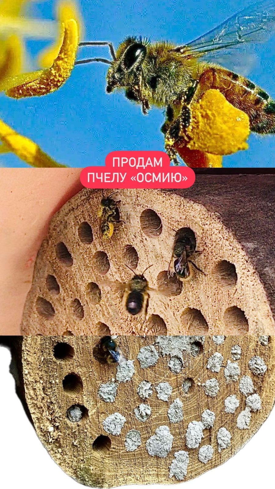 Продам запечатанные бревна пчелы  "ОСМИЯ"
