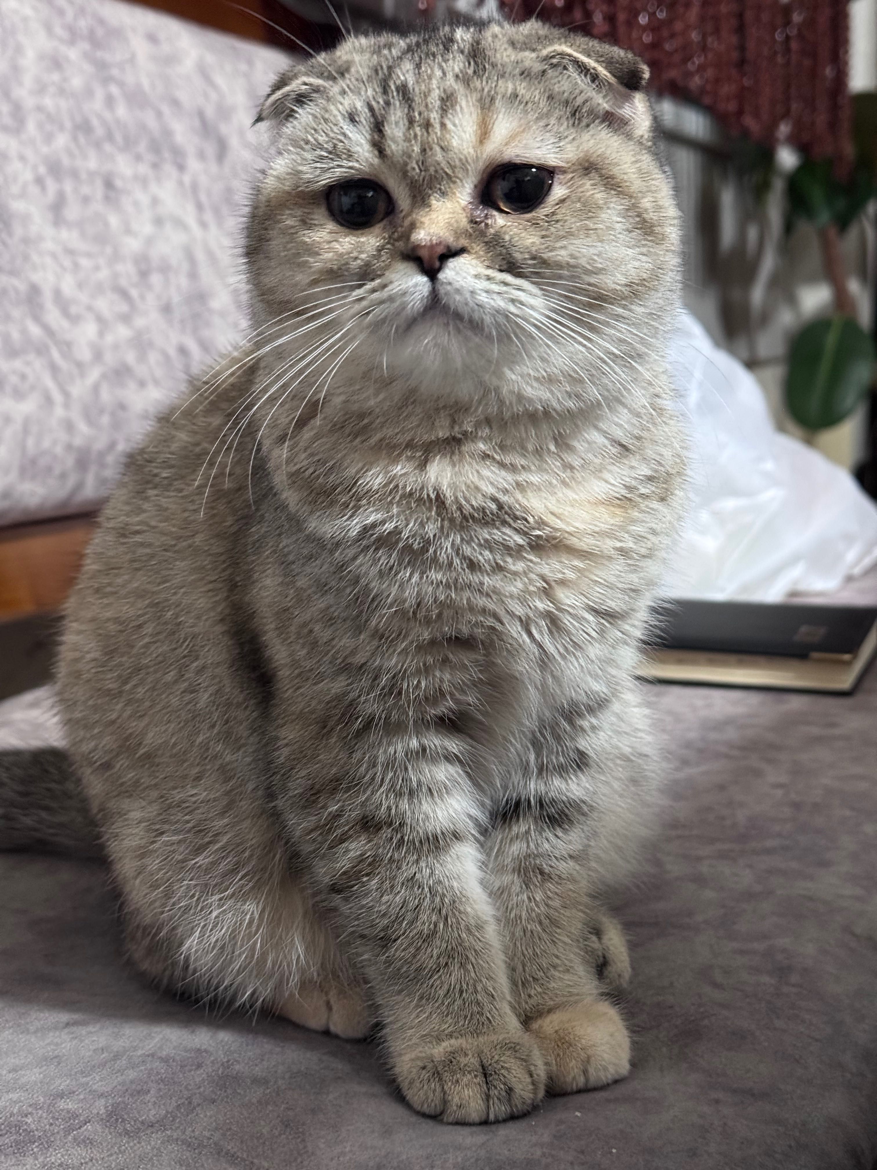 Скотиш фолд (шотландская вислоухая кошка). SAMARQAND