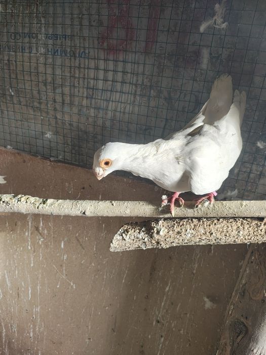 Porumbei porumbei