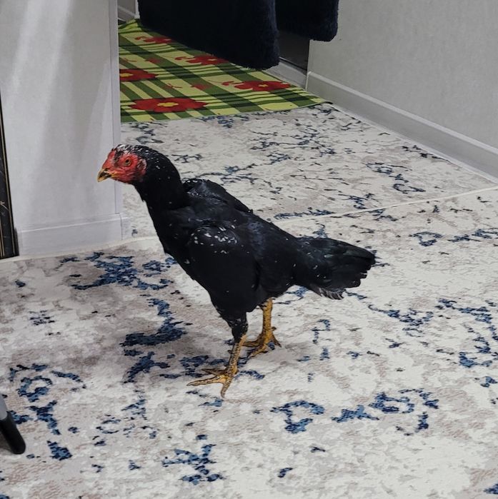 Корея + Шамо  тоза зод 1 тулак булди уршиши зур тика юради