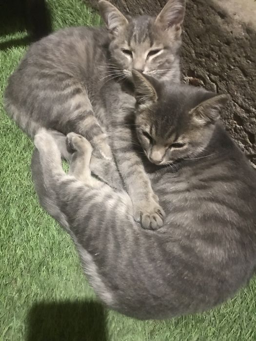 Подарявам с малки котенца