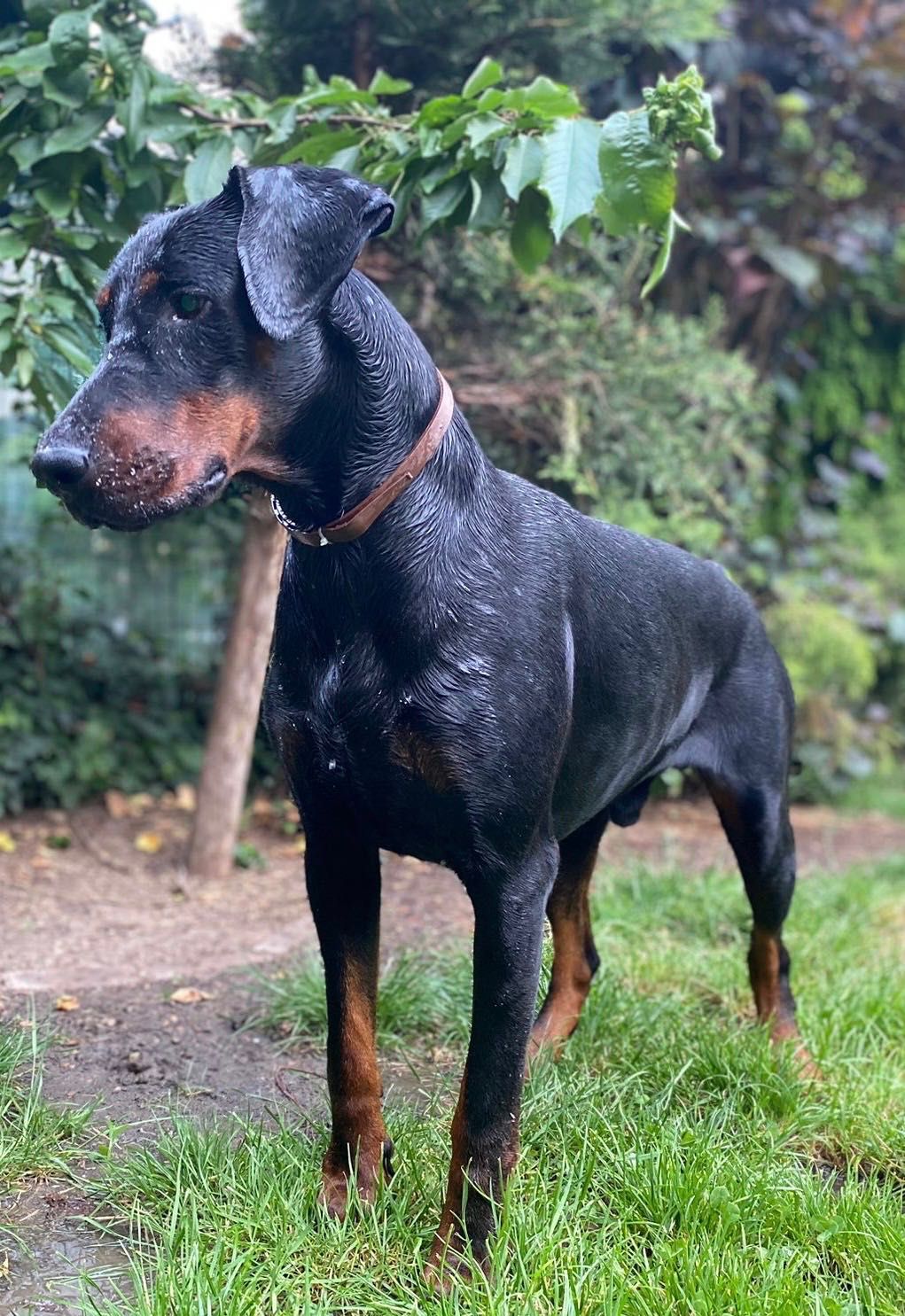 Ofer gratuit spre adopție Doberman