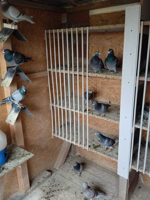 Porumbei voiajori de vanzare