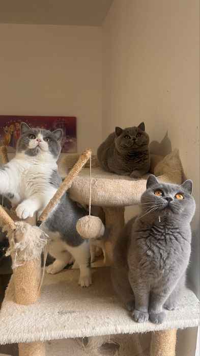 Чистокръвно британско коте шоу клас