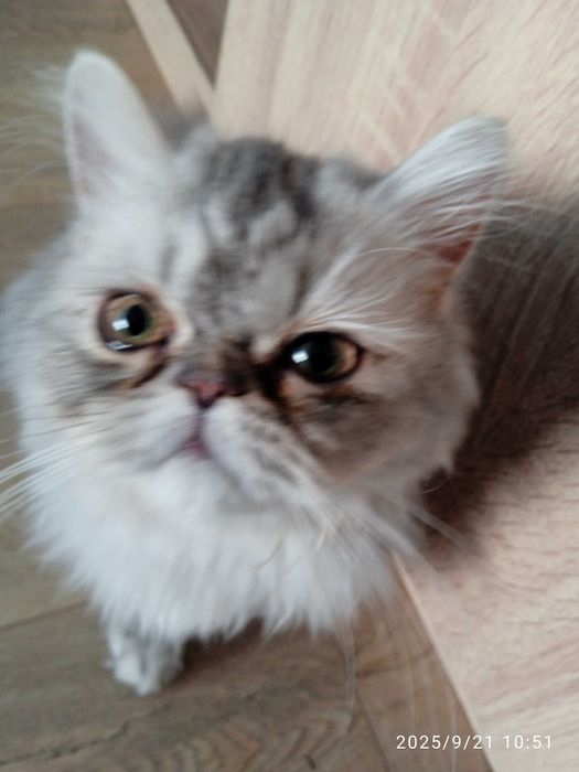 Персийски котенца