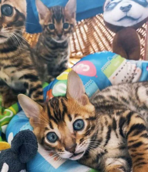 Бенгальские котята
