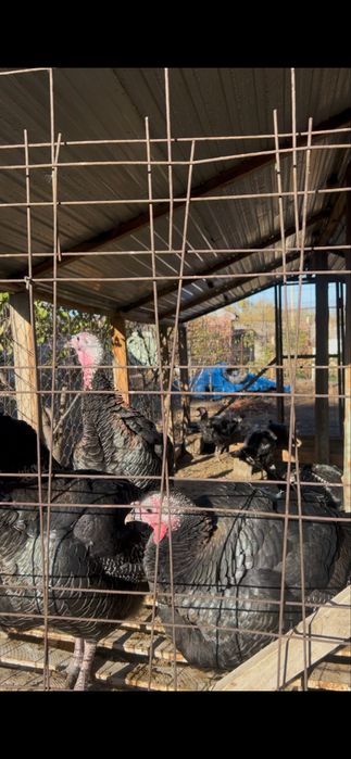 Индюки. Индейка. Күркетауық