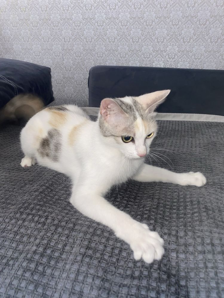 Кошечка ищет дом