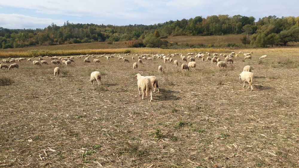 Продавам овце ЦИГАЙ