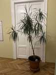 Planta interior salon birou