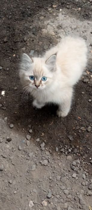 Отдам котят в хорошие руки