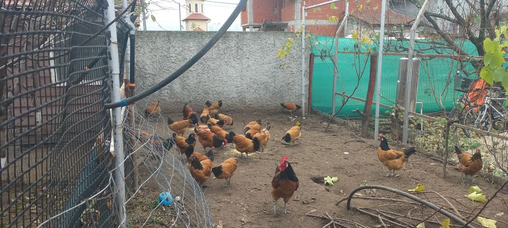 Vând păsări din rasa Vorverk