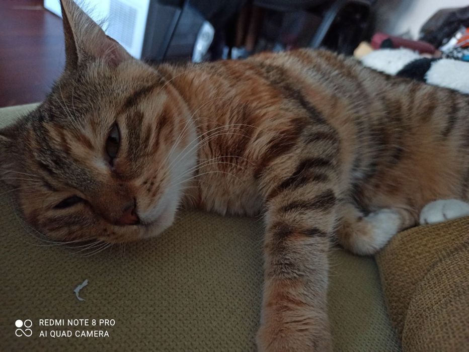 Женско коте с тигрова окраска