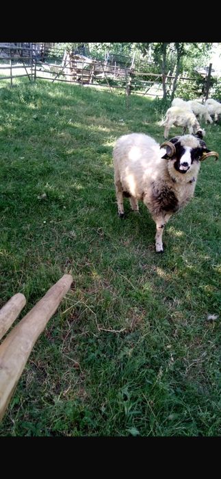 De vânzare 9 oii și un berbec