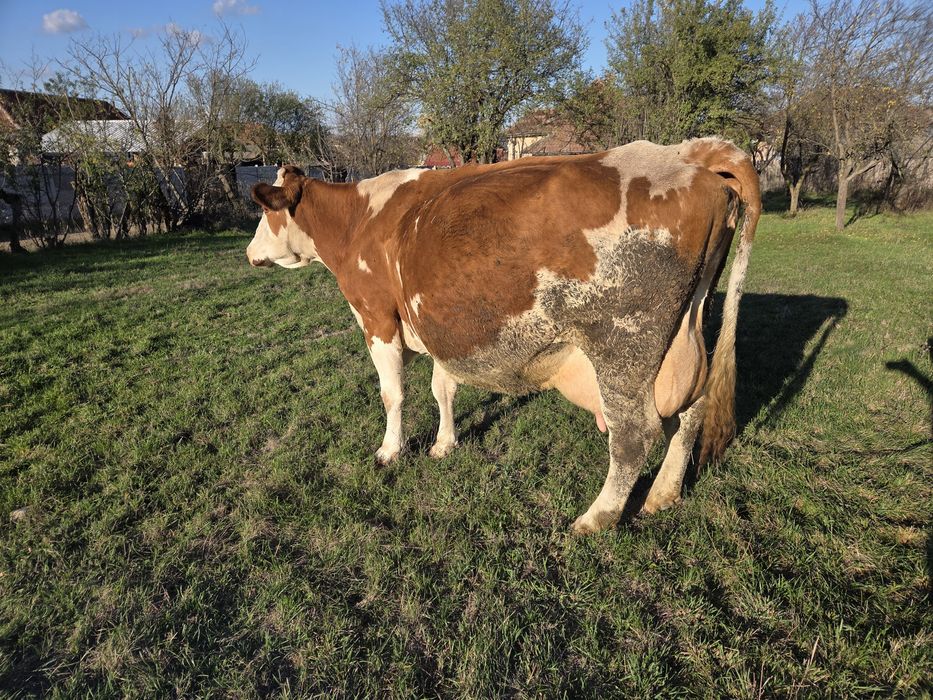 Vând vacă Bălțată Românească gestantă.