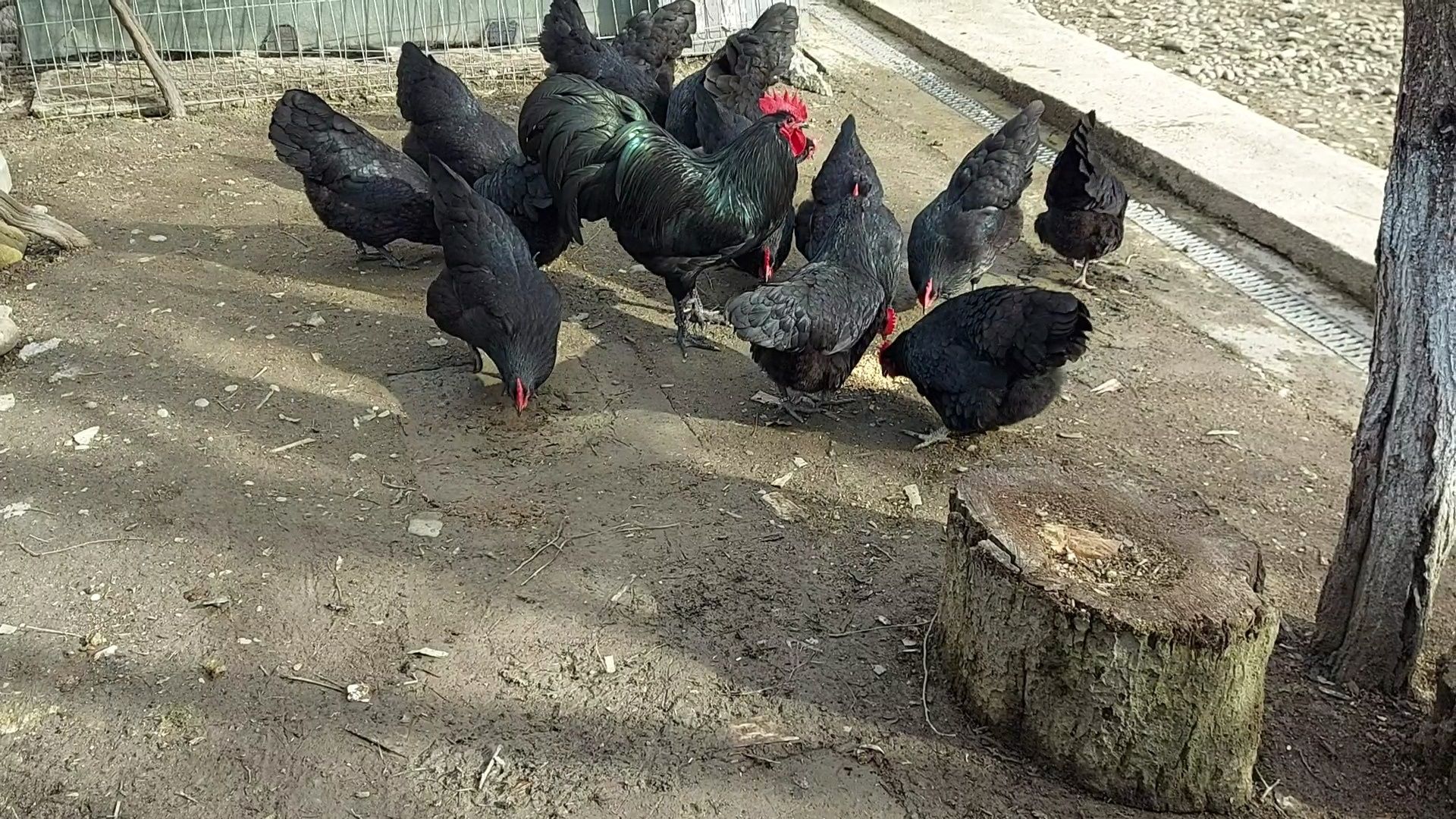 Pui australorp negru