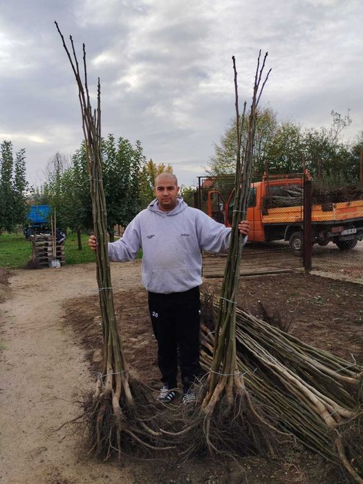 Smochin pe Rod - Ușor de Întreținut, Ideal pentru Grădina Ta!