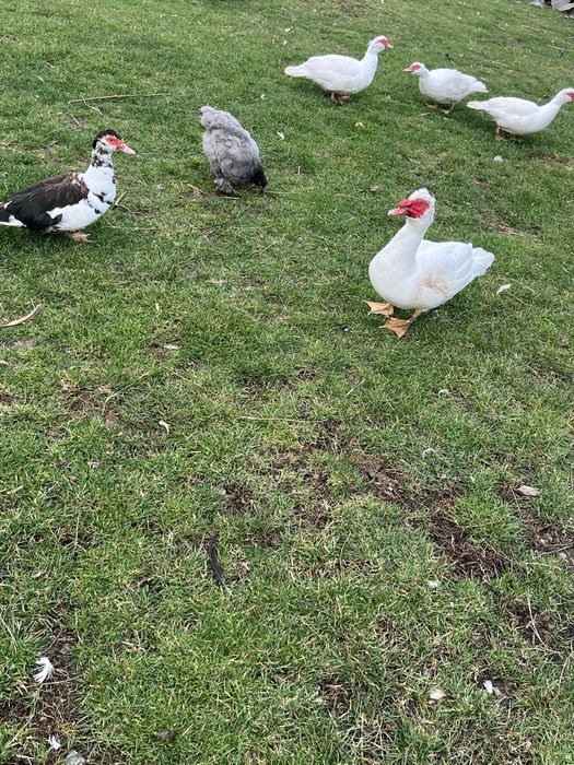 Rațe mute de vânzare