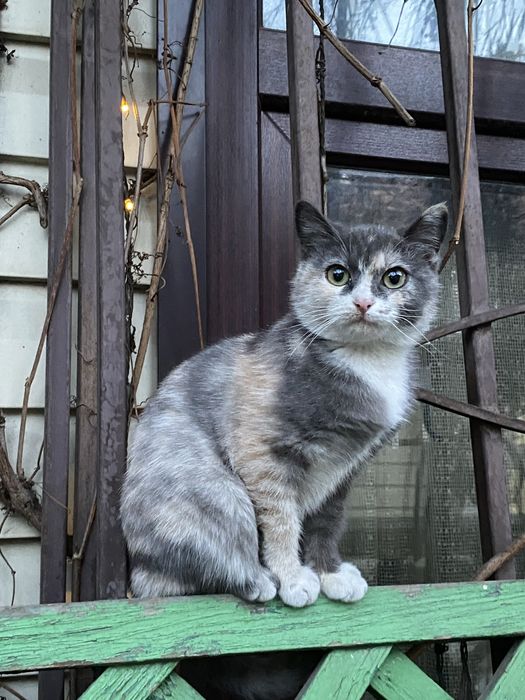 Кошечка котенок девочка ищет дом