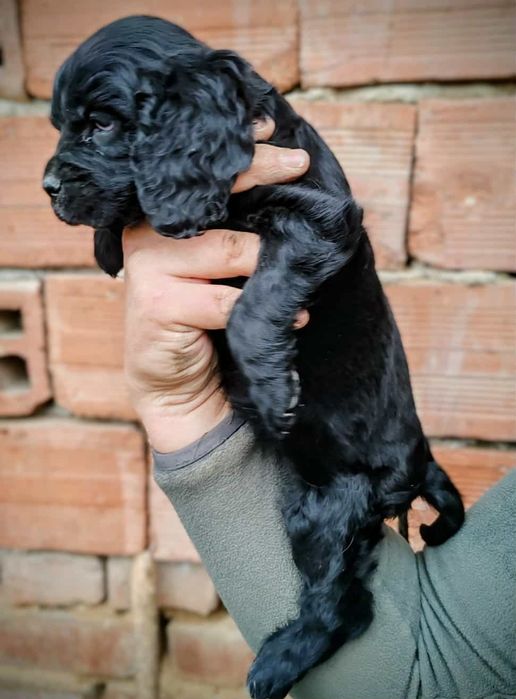 Мъжко и женско кученце Кокер-спрингер шпаньол