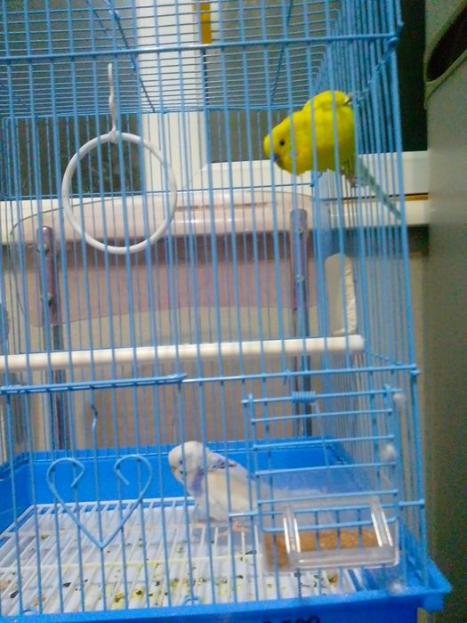 Продается 2 попугая