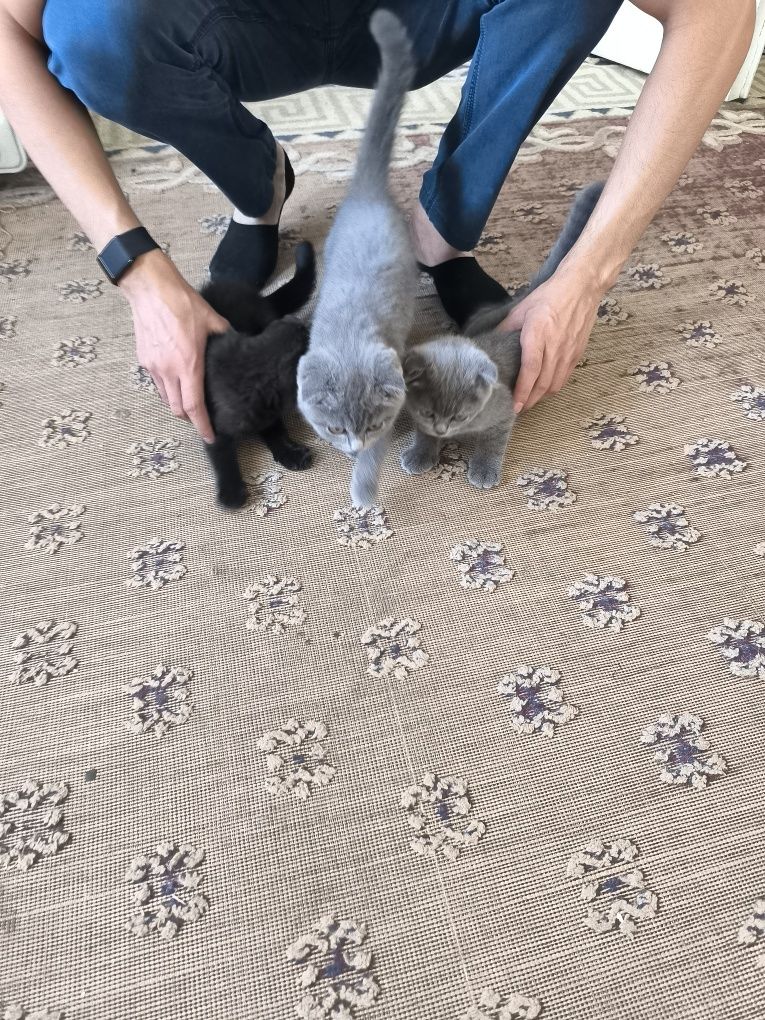 Продам котят Скотч Фолд 2 серые 1 черный